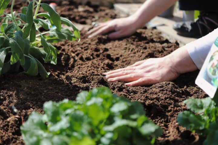 Representative Image. Planting in garden soil. Photo Source: plant_fox (Pixabay)