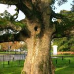 The trunk of the Darnley Plane (Sycamore is the English name for the species).