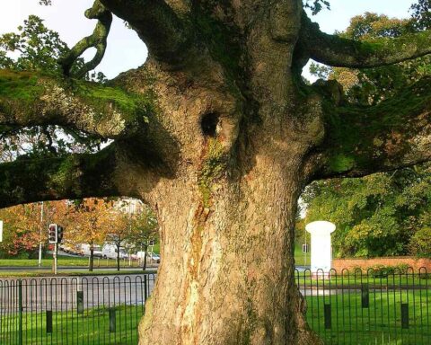 The trunk of the Darnley Plane (Sycamore is the English name for the species).