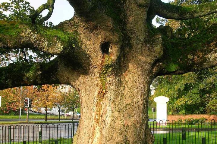 The trunk of the Darnley Plane (Sycamore is the English name for the species).