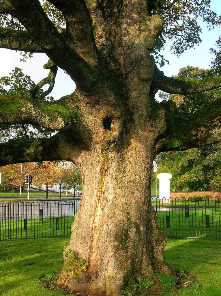 The trunk of the Darnley Plane (Sycamore is the English name for the species).