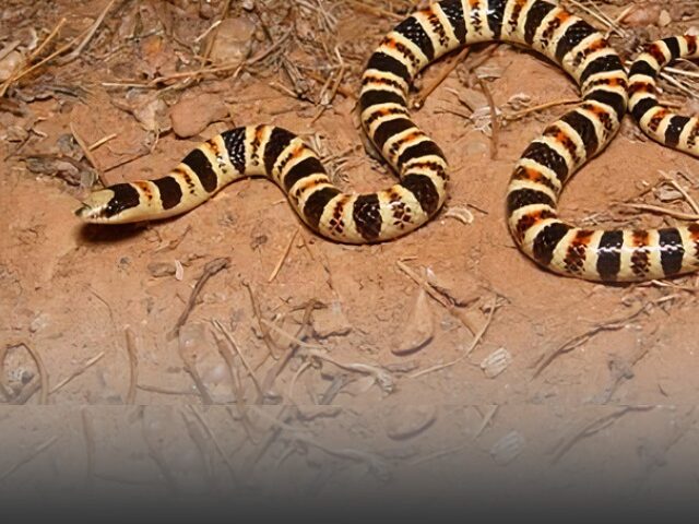 Tucson Shovel-Nosed Snake Denied Protection Despite 39% Habitat Loss (Poster Image)