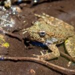 U.S. Proposes 760,071 Acres of Critical Habitat for California's Foothill Yellow-Legged Frog