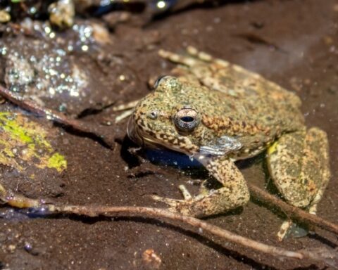 U.S. Proposes 760,071 Acres of Critical Habitat for California's Foothill Yellow-Legged Frog