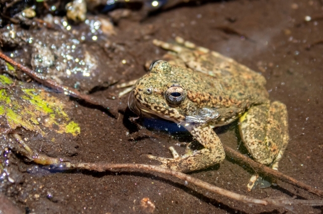 U.S. Proposes 760,071 Acres of Critical Habitat for California's Foothill Yellow-Legged Frog