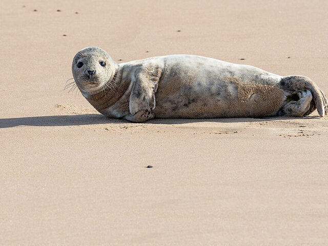 UK Wildlife 2024 Seals Up, Butterflies Down Amid Extreme Weather Poster Image