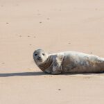 Grey Seal