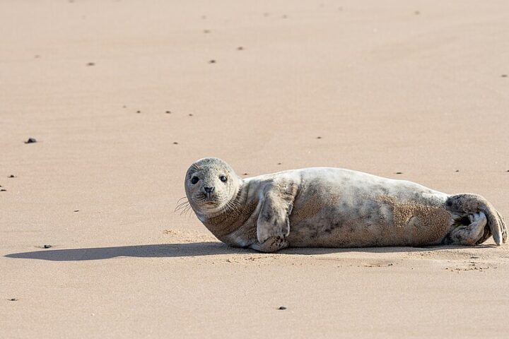 Grey Seal