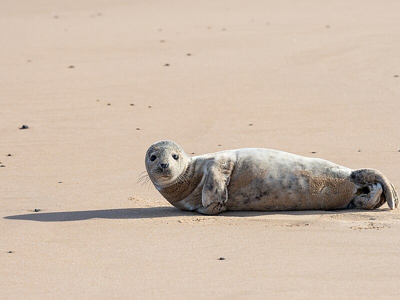 Grey Seal