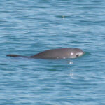 Representative Image. The vaquita. Photo Source: NOAA