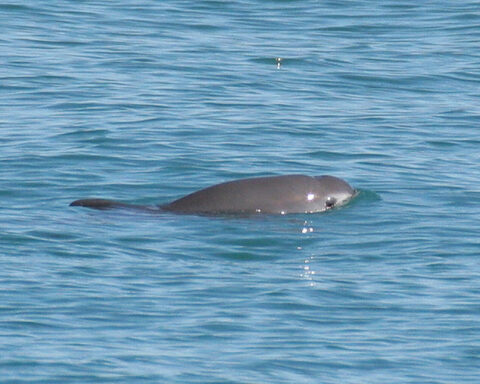 Representative Image. The vaquita. Photo Source: NOAA