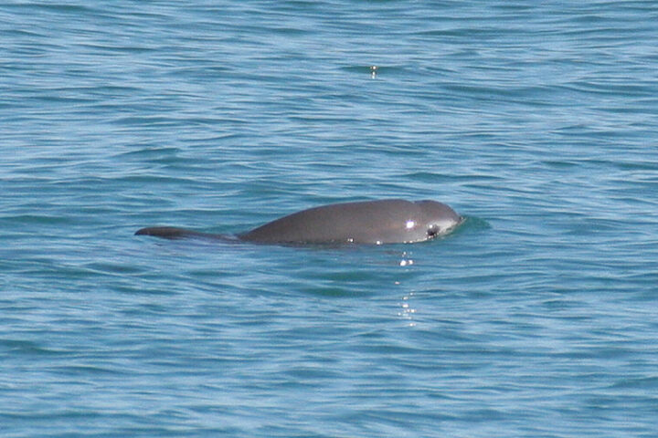 Representative Image. The vaquita. Photo Source: NOAA