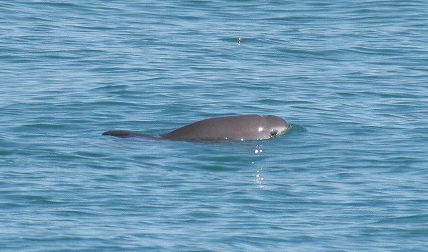 Representative Image. The vaquita. Photo Source: NOAA