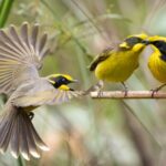 Helmeted Honeyeaters