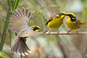 Helmeted Honeyeaters