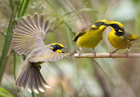 Helmeted Honeyeaters