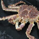 Red king crab on the deck of a research vessel. Credit: NOAA Fisheries / Erin Fedewa