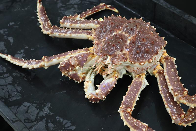 Red king crab on the deck of a research vessel. Credit: NOAA Fisheries / Erin Fedewa