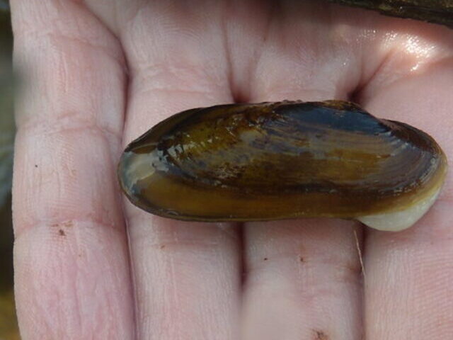 cropped-1300-Endangered-Clams-Rescued-After-Valencia-Flood-Destroys-Habitat-8.jpg