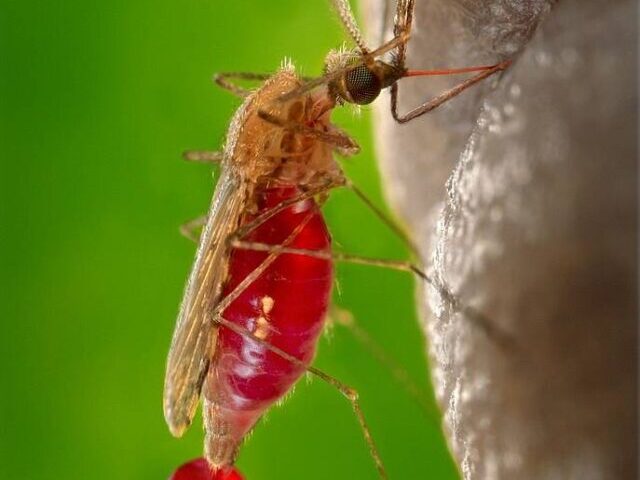 cropped-23-Blood-Sucking-Fly-Species-Found-in-Andamans-13-New-to-India-1.jpg