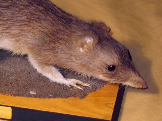 25-Km Fence Rebounds 90% Drop for Brush-Tailed Bettongs (3)