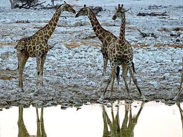 cropped-3D-Skull-Analysis-Confirms-Four-Distinct-Giraffe-Species-7.jpg