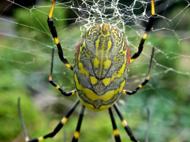 50,000 Spider Species Australian Redbacks and Shape-Shifting Joro Spiders in Japan (8)