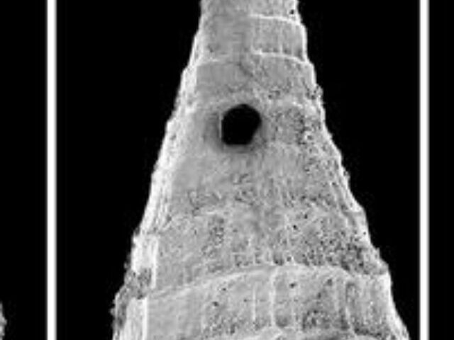 Examples of Lapworthella fasciculata shells (under scanning electron microscope) from the Mernmerna Formation, Flinders Ranges, South Australia showing holes made by a perforating predator. Scale bars represent 200 micrometers.