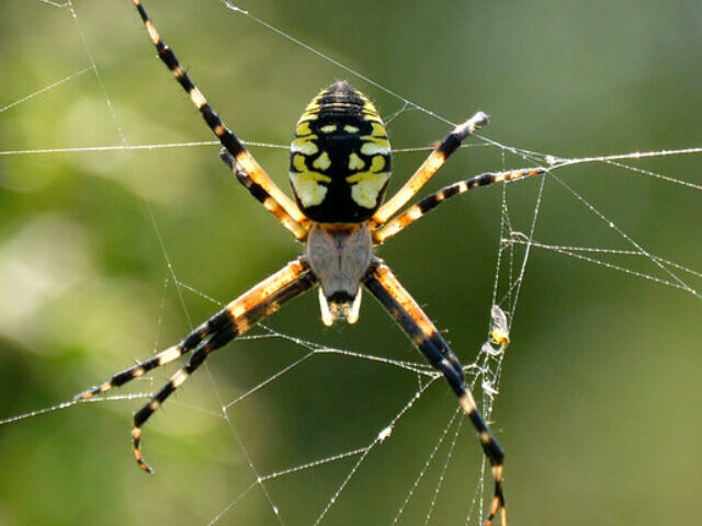 55 Spider Species Thriving in Suffolk's Abandoned Military Buildings (2)