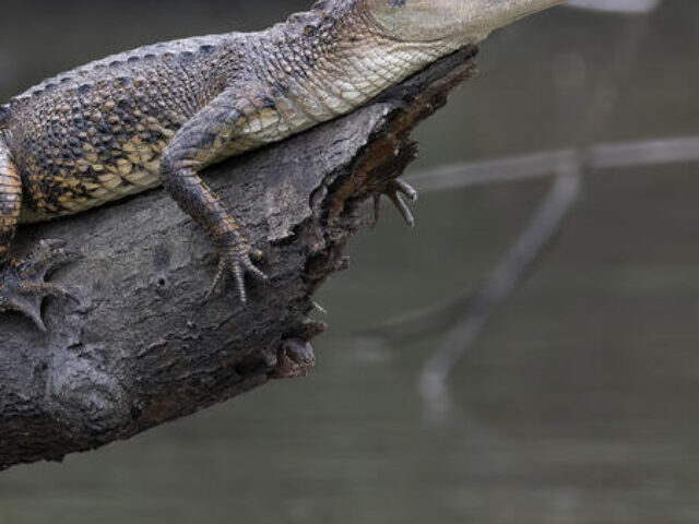 Crocodile (Mecistops leptorhynchus)