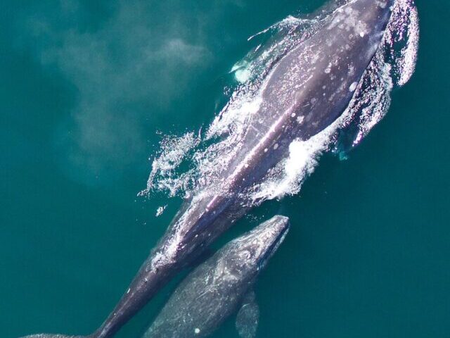 cropped-75-Endangered-North-Atlantic-Right-Whales-Spotted-Off-Maine-Coast_Poster-Image.jpg