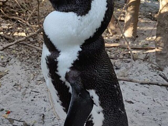 cropped-African-Penguins-Face-Extinction-by-2035-Amid-97-Population-Decline-1.jpg