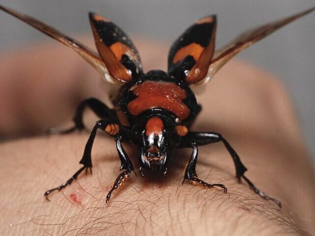 American Burying Beetle Resurgence 17% Growth in Nebraska Grasslands (10)