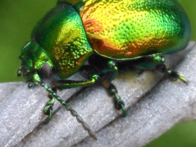 Tansy Beetle (Chrysolina Graminis) in York, UK.