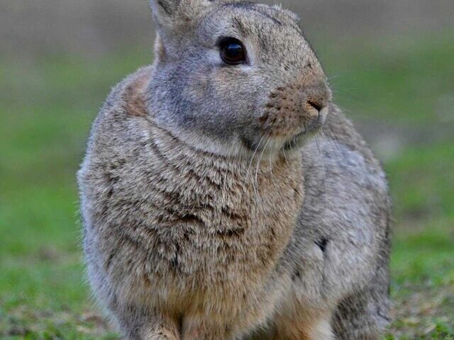 Australia’s Feral Rabbits Cost -239M Annually, Threaten Ecosystems