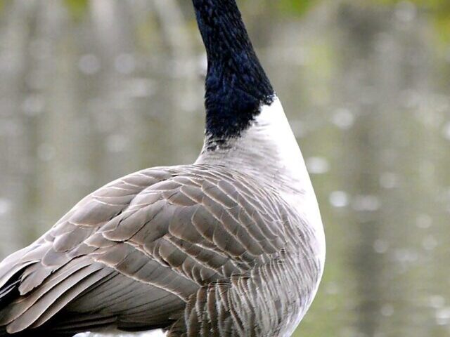 Avian Flu Confirmed in Shuswap as Dead Geese Found Near Mara Lake (Poster Image) (1)