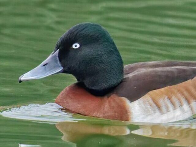 cropped-Baers-Pochard-Numbers-Surge-at-Hengshui-Lake-8.jpg