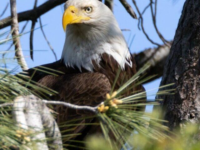 Representative Image: Close up Bald Eagle. Photo Source: Sean P. Twomey (Pexels)