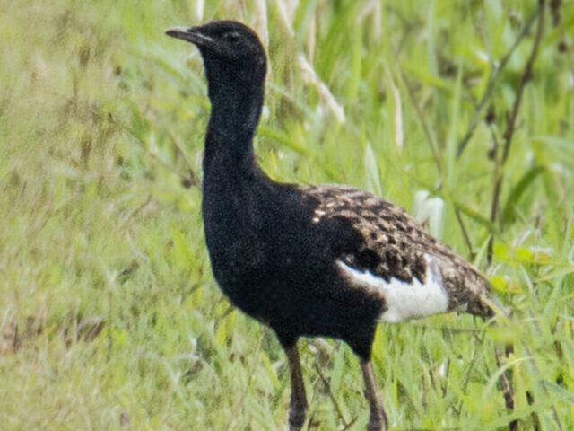 cropped-Bengal-Florican-Numbers-Drop-Below-Cambodia-Conservation-Efforts-Intensify7.jpg