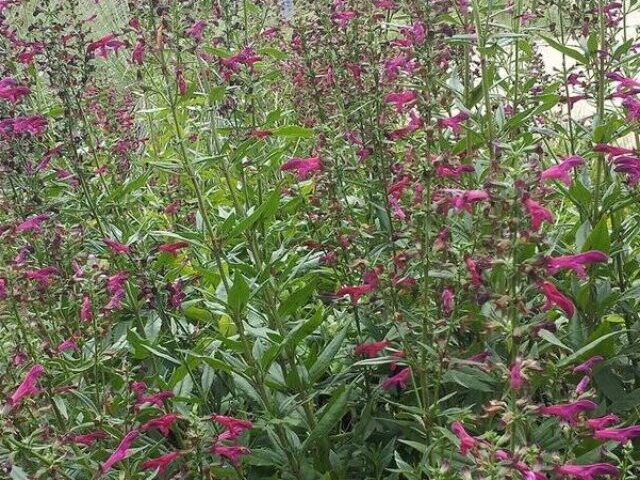 Big red sage, Salvia penstemonoides. Credit: City of Austin