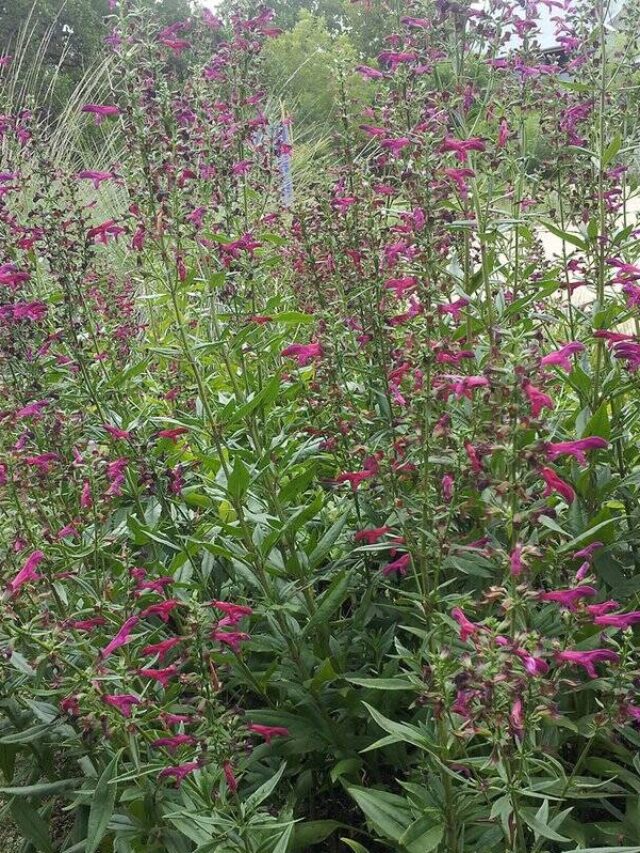 Endangered Status Proposed for Texas’s 5-Foot-Tall Wildflower