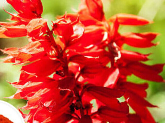 Big Red Sage Faces Extinction Only 7 Populations Left in Texas (10)