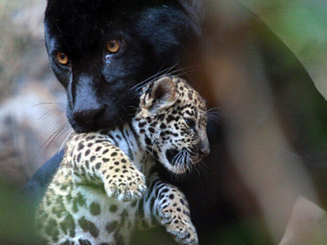 Black Panther with Cub Seen in Odisha's Nayagarh Forest (11)