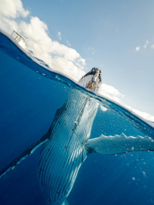 Captivity Cuts Marine Mammal Lifespan as Deaths Surge at Major Parks