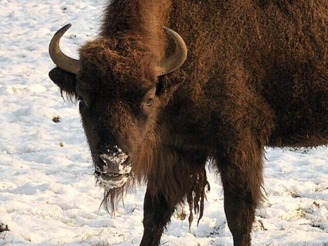 Representative Image. Bison bonasus bonasus