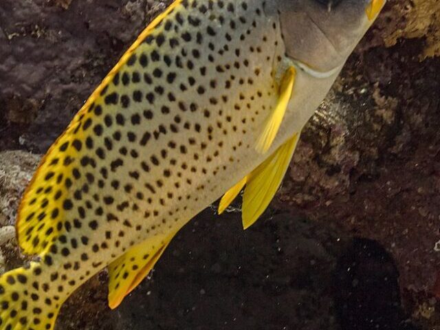 China’s Bold Rescue Mission for Critically Endangered Yellow-Lipped Fish