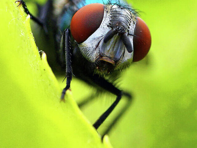 Climate Change Drives Fly Surge in Victoria Amid Global Insect Decline Trends Poster Image (1)