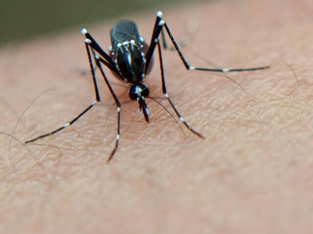 Climate Change Spurs Dengue, Malaria, and New Mosquito Control in the US (9)