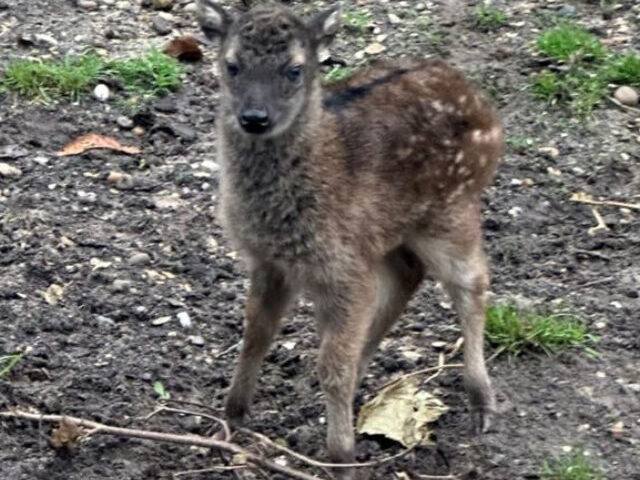 Philippine Spotted Deer Calf