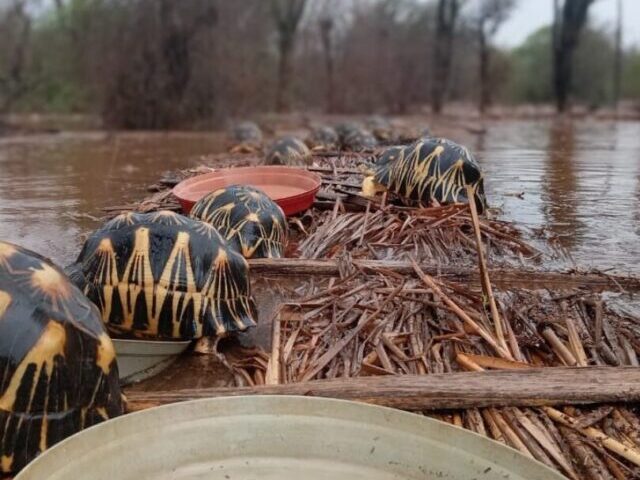 Catastrophic Flooding Engulfs Lavavolo Tortoise Center, Photo Source: Turtlesurvivor.org